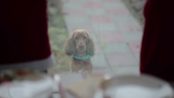 Спанієльський Собака Блакитному Комірці Гавкає Сидить Землі Відкритому Повітрі Скляному — стокове відео
