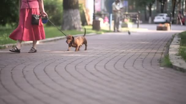 Przycięte Wideo Stary Kobieta Czerwony Sukienka Chodzenie Dachshund Pies Smyczy — Wideo stockowe