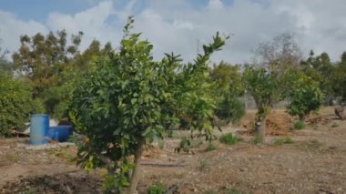 Kamera yavaşça sağdan sola hareket ediyor. Ağaçlara ve yapraklara odaklanıyor. Ön taraf rüzgardan hareket ediyor. Arka planda portakallı bir ağaç ve ağacın altında iki mavi fıçı var..
