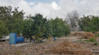 Kamera yavaşça soldan sağa hareket ediyor. Üzerinde portakal olan ağaçlara odaklanıyor. Rüzgardan hareket eden yapraklar. Yerde bir sürü dal ve ağacın altında iki varil var..