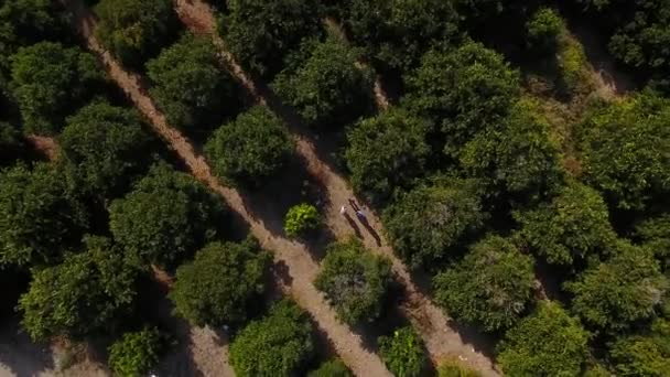 Kameran Rör Sig Neråt Och Fokuserar Gröna Träden Orange Plantage — Stockvideo