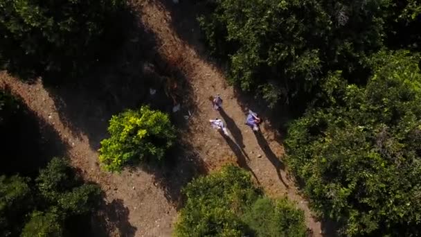 Trois personnes debout au milieu des arbres, levant les yeux et agitant les mains. La caméra s'élève et s'éloigne d'eux. La caméra se concentre sur le paysage avec des arbres verts et la route près de la plantation .