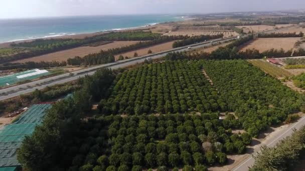 Kameran Lyfter Upp Och Fokuserar Landskapet Orange Plantage Med Gröna — Stockvideo