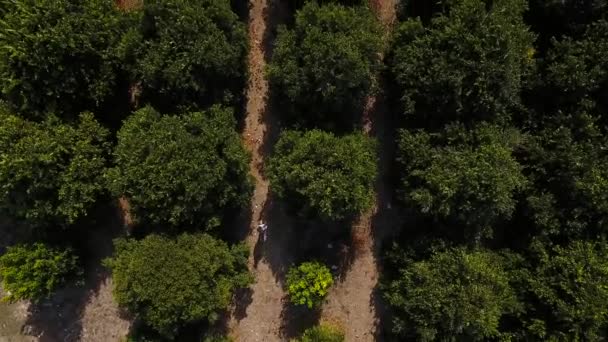 Mens Loopt Tussen Bomen Van Sinaasappelplantage Mens Gaat Vooruit Twee — Stockvideo