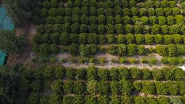 Камера Движется Вперед Фокусируется Ландшафте Оранжевой Плантации Зелеными Деревьями Дороги — стоковое видео