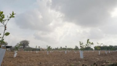 Kamera yavaşça sağdan sola hareket ediyor. Turunçgillerin taze filizlerine odaklanıyor. Kamera durur ve rüzgarda hareket eden yeşil yapraklı küçük narenciye ağacına odaklanır..