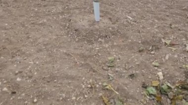 Kamera ileri gidiyor. Genç yeşil tohuma odaklanıyor ve yürümeye devam ediyor. Kamera birbirinden aynı mesafede büyüyen bir sürü genç yeşil fidyenin yanından geçiyor..