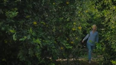 Narenciye ağaçlarından tatlı genç bir kadın çıkıyor. Genç kadın frenlere meyveyle dokunur ve ilerler. Ağaçların arasında yürüyen, etrafa bakıp gülümseyen kadın. Adam kadını ürkütür ve kadın ağaçlara kaçar..