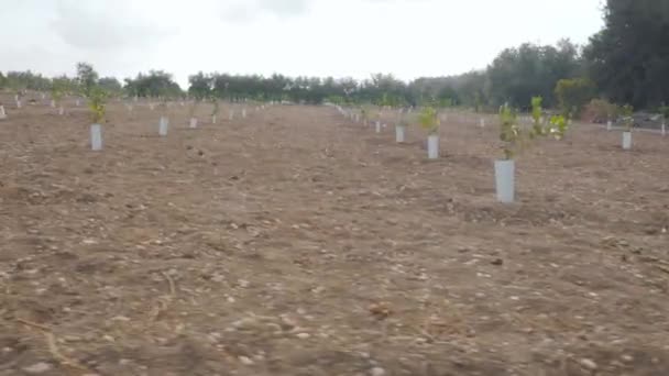 Caméra Déplace Droite Gauche Concentre Sur Une Plantation Avec Des — Video