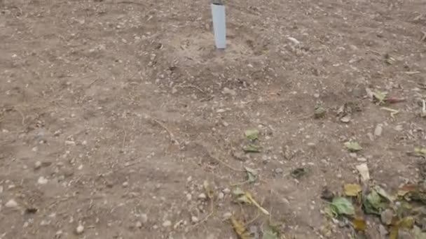 Câmara Está Avançar Ele Concentra Jovem Planta Cultivada Sementes Verde — Vídeo de Stock