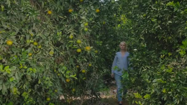 可愛い若い女性が柑橘系の木から出てきます 若い女性は果物で枝に触れ 前進します 木の間を歩いている女性は 枝の上を見て果物を取り それを嗅いでいます 女性は左側からカメラで通り過ぎる — ストック動画