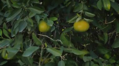 Yakın plan. Kadının elleri narenciye ağacının dalındaki yeşil bir portakala dokunuyor. Genç güzel kız gülümsüyor..