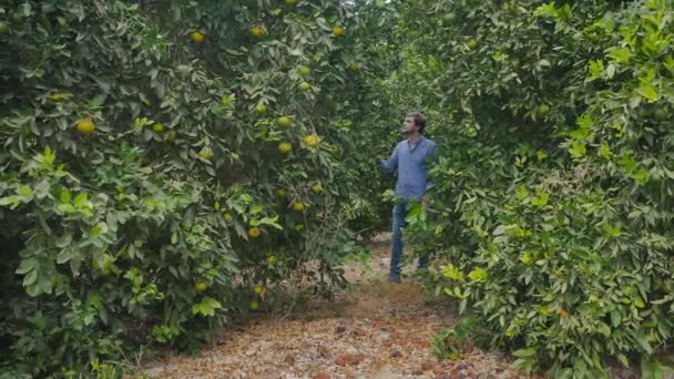 Pohledný Muž Vychází Citrusových Stromů Jeho Přítelkyně Ním Setká Druhé — Stock video