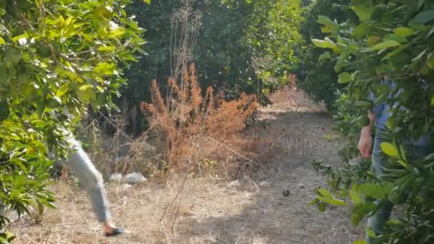 Une Jeune Femme Saute Soudain Arbre Agrumes Lève Les Mains — Video