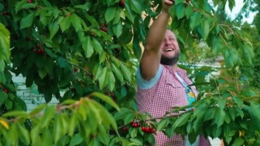 Genç adam bahçede yeşil kiraz ağacının yanında duruyor. Sakallı adam kirazları topluyor ve gülümsüyor. Memnun adam hasır sepeti eliyle tutuyor. Kaslı adam olgun meyveleri sepete koyuyor..
