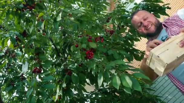 Giovane Uomo Piedi Accanto Ciliegio Verde Nel Giardino Uomo Barbuto — Video Stock