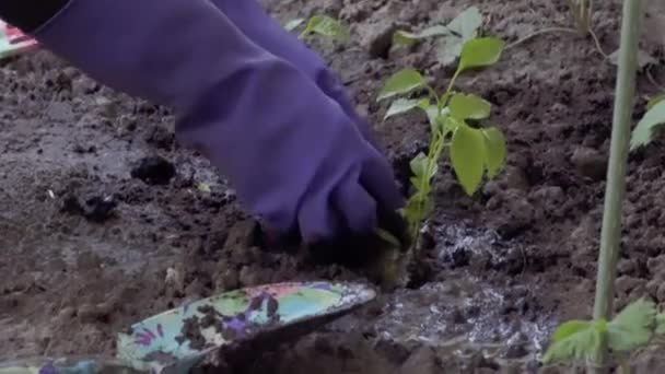 Hands Working Garden Hands Blue Rubber Gloves Puts Garden Plant — Stock Video