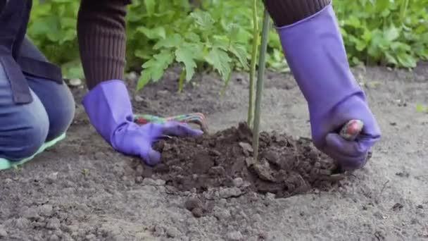 Lossa Marken Med Trädgårdsredskap Kullar Marken Runt Trädgårdsanläggningen Trädgårdsarbete Jobbar — Stockvideo