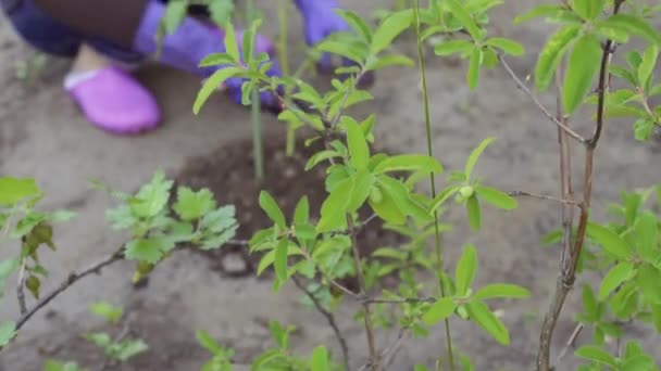 Χέρια Χαλαρώνουν Έδαφος Εργαλεία Κήπου Χτυπούν Έδαφος Γύρω Από Φυτό — Αρχείο Βίντεο