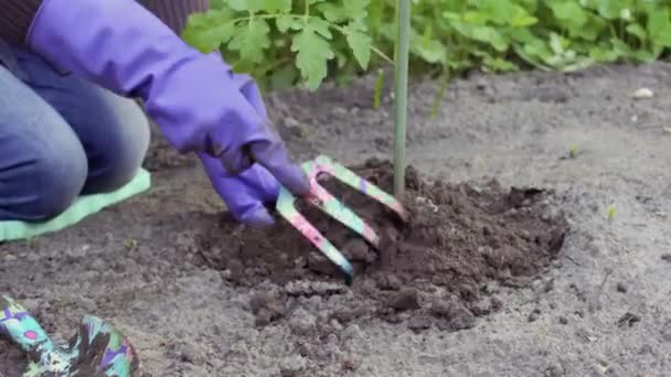 Handen Losmaken Van Grond Met Tuingereedschap Heuvel Grond Rond Tuinplant — Stockvideo