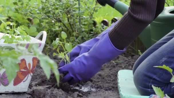 在花园里种植辣椒 戴橡胶手套的手把植物放在地上 手把工厂周围的泥土弄乱了 用塑料浇注罐浇灌植物 花园工作 在花园里干活 后续行动 — 图库视频影像