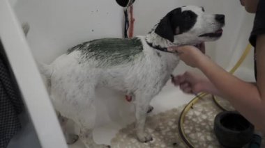 Kadın kuaför köpeğe şampuan sürüyor. Evcil hayvan yıkanırken sessizce ayakta duruyor..