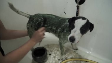Kadın kuaför köpeğe şampuan sürüyor. Evcil hayvan yıkanırken sessizce ayakta duruyor..