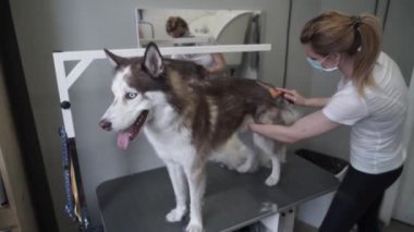 Tımarcı, bir köpek kuaföründe tarak budayıcı ile kabuklu kürk tarıyor. Kadın köpek kılı parçalarını tarıyor. Evcil hayvan spası.
