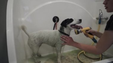 Jack Russell Terrier bir köpek kuaföründe evcil hayvan duşu spreyiyle yıkanıyor. Tımarcı köpekteki şampuanı temizler. Köpek su tedavisinin tadını çıkarıyor. Yavaş çekim.