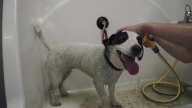 Jack Russell Terrier bir köpek kuaföründe evcil hayvan duşu spreyiyle yıkanıyor. Tımarcı köpekteki şampuanı temizler. Köpek su tedavisinin tadını çıkarıyor. Yavaş çekim.
