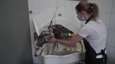 Tımarcı köpek kuaföründe köpekleri yıkıyor. Husky 'nin bir köpek kuaföründe evcil bir duş spreyiyle yıkanması. Köpek kaplıcası.