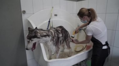 Tımarcı köpek kuaföründe köpekleri yıkıyor. Husky 'nin bir köpek kuaföründe evcil bir duş spreyiyle yıkanması. Köpek kaplıcası.