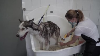 Tımarcı köpek kuaföründe köpekleri yıkıyor. Husky 'nin bir köpek kuaföründe evcil bir duş spreyiyle yıkanması. Köpek kaplıcası.