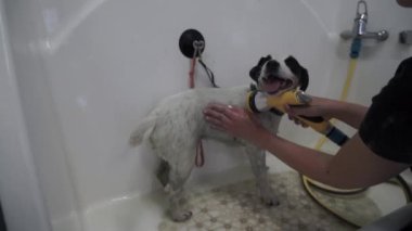 Jack Russell Terrier bir köpek kuaföründe evcil hayvan duşu spreyiyle yıkanıyor. Tımarcı köpekteki şampuanı temizler. Köpek su tedavisinin tadını çıkarıyor..