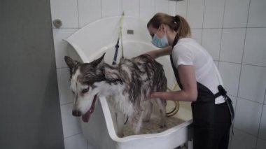 Tımarcı köpek kuaföründe köpekleri yıkıyor. Husky 'nin bir köpek kuaföründe evcil bir duş spreyiyle yıkanması. Köpek kaplıcası.
