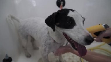 Jack Russell Terrier bir köpek kuaföründe evcil hayvan duşu spreyiyle yıkanıyor. Tımarcı köpekteki şampuanı temizler. Köpek su tedavisinin tadını çıkarıyor..