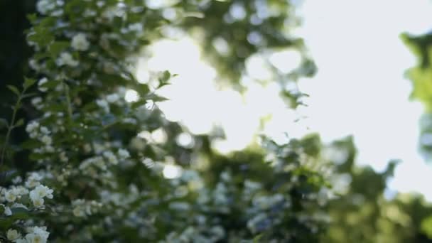 Summer Sun Blooming Tree Camera Motion — Stock Video