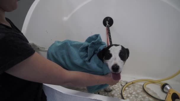 グルーマーは洗浄された後 タオルでペットを包んだ 毛づくろい犬のサロンで犬をタオルでタオル女性 — ストック動画