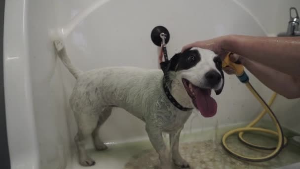 Jack Russell Terrier Badas Med Duschspruta Hundsalong Groomer Tvättar Bort — Stockvideo