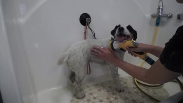 Jack Russell Terrier Being Bathed Pet Shower Sprayer Grooming Dog — Stock Video