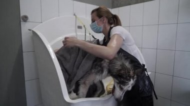 Groomer, Husky 'yi havluyla siler. Groomer yıkandıktan sonra bir hayvanı havluya sardı. Köpek kuaföründe kadın havluyla boğuşuyor. Yavaş çekim.