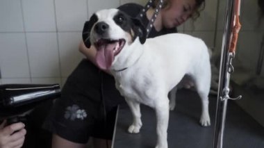 Köpek kuaföründe köpek kürkü kurutan iki profesyonel tımarcı. Yavaş çekim.