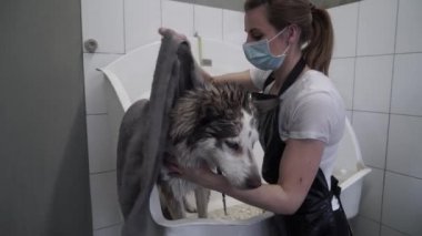 Groomer, Husky 'yi havluyla siler. Groomer yıkandıktan sonra bir hayvanı havluya sardı. Köpek kuaföründe kadın havluyla boğuşuyor. Yavaş çekim.