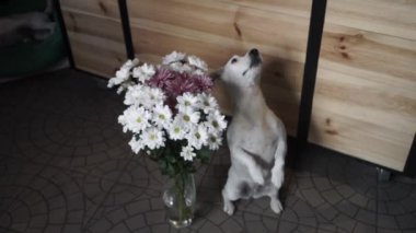 Jack Russell Terrier, papatya dolu bir vazonun yanında oturuyor. Hediye, alıcısını bekliyor. Yavaş Hareket.
