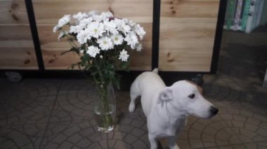 Jack Russell Terrier, papatya dolu bir vazonun yanında oturuyor. Hediye, alıcısını bekliyor. Yavaş Hareket.