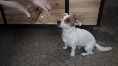 Kadın Jack Russell Terrier 'a yemekle sataşıyor. Kadın eli bir köpeğe kemik veriyor. Bir bardak köpek maması. Evcil hayvanlar için tedavi. Yavaş çekim.
