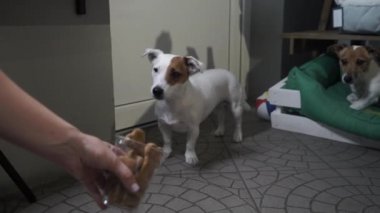 Kadın Jack Russell Terrier 'a yemekle sataşıyor. Kadın eli bir köpeğe kemik veriyor. Bir bardak köpek maması. Evcil hayvanlar için tedavi. Yavaş çekim.