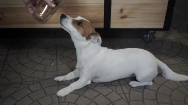 Kadın Jack Russell Terrier 'a yemekle sataşıyor. Kadın eli bir köpeğe kemik veriyor. Bir bardak köpek maması. Evcil hayvanlar için tedavi. Yavaş çekim.