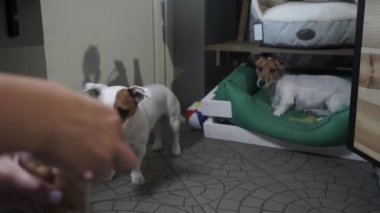 Kadın Jack Russell Terrier 'a yemekle sataşıyor. Kadın eli bir köpeğe kemik veriyor. Bir bardak köpek maması. Evcil hayvanlar için tedavi. Yavaş çekim.