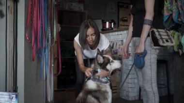 Satıcı Husky 'ye tasma takıyor. Evcil hayvan dükkanında köpeğine tasma takan bir kadın. Dişi, Husky ile birlikte hayvan dükkanına alışverişe geldi. Satıcı köpek için aksesuar seçmeye yardımcı olur. Yavaş çekim.